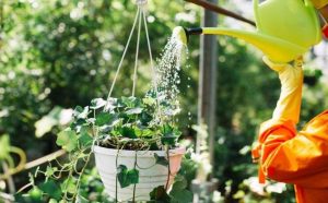 How Often Should You Water Outdoor Plants in Dubai