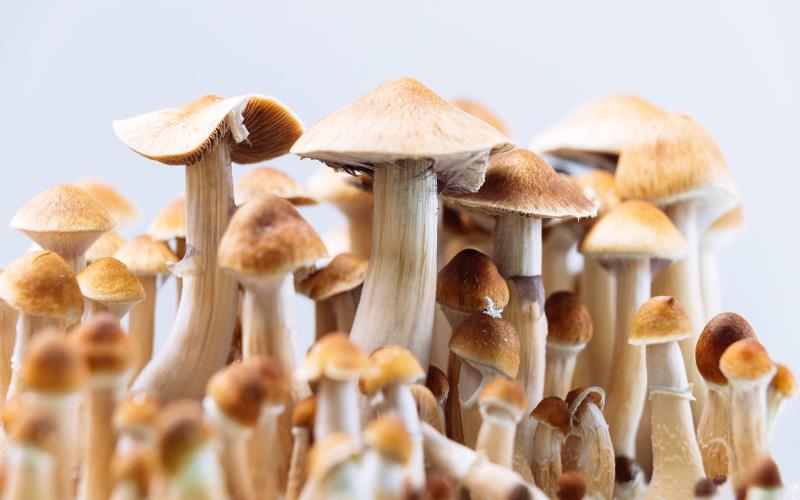 Are Mushroom Edibles Safe for Medical Use Here’s What Experts Say