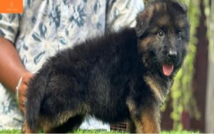 German Shepherd Price in India – Complete Guide to Puppy Dog Price, Care & More